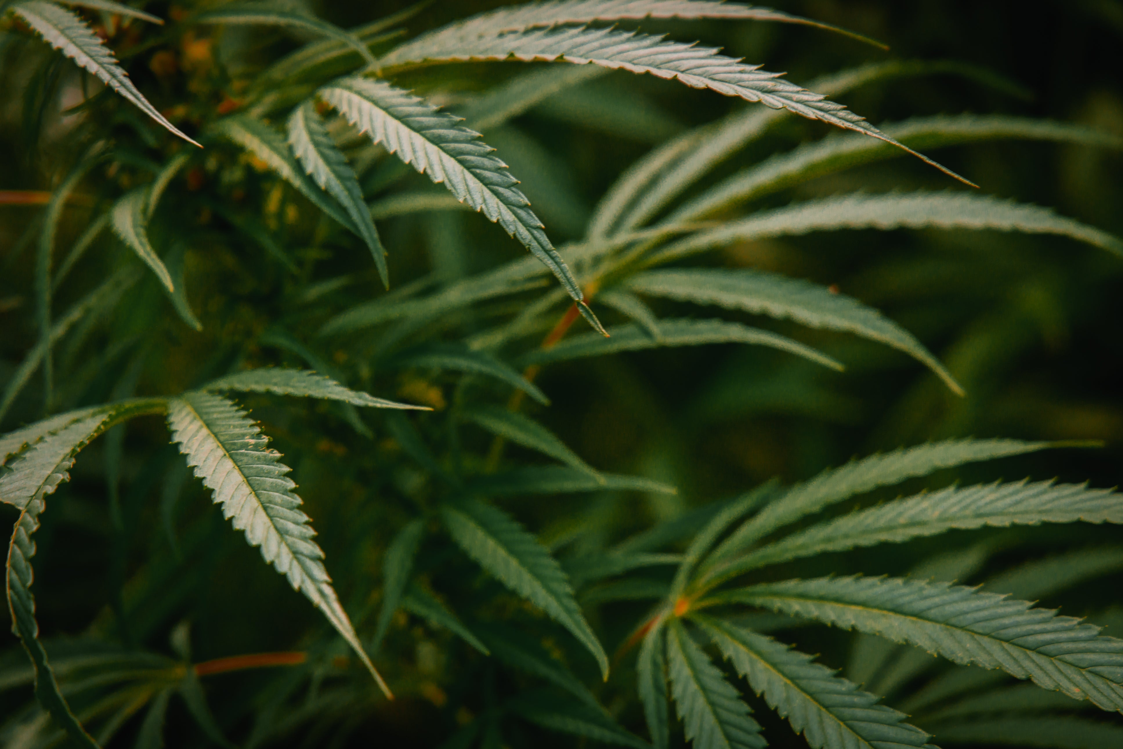 How to quit smoking to use a dry herb vape for medical cannabis uk