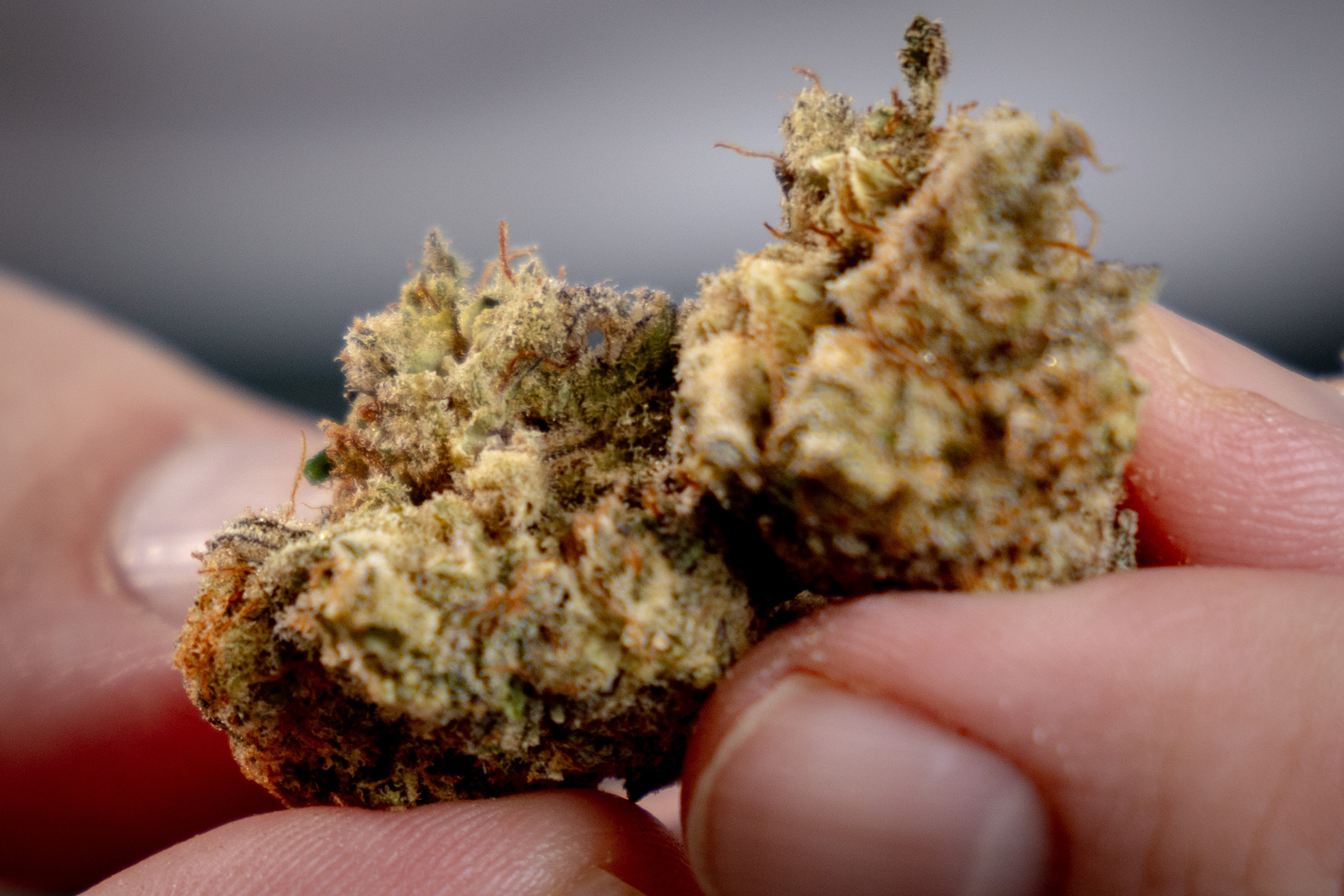 EASTCANN EC MAC1 24% Medical Cannabis Strain Review