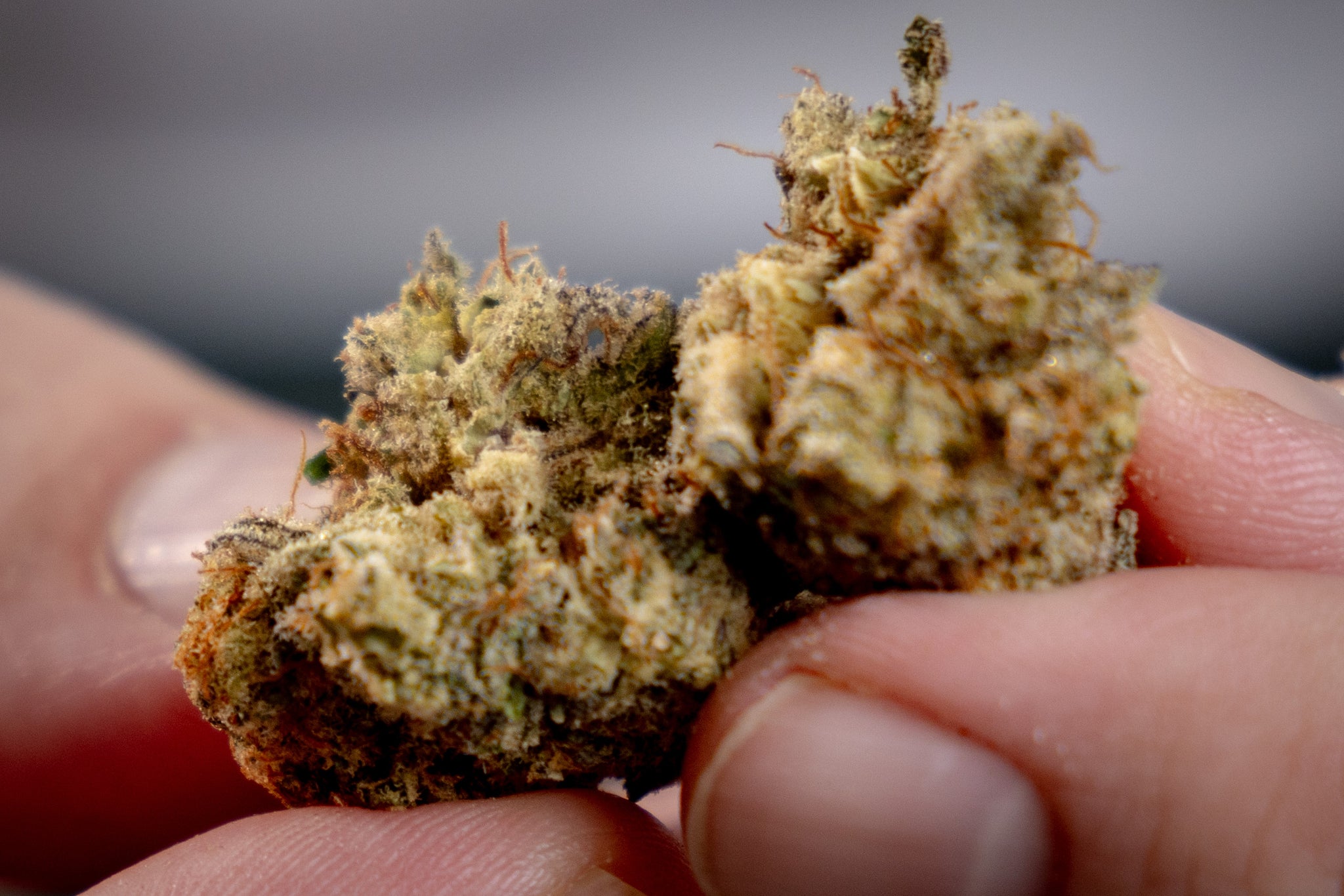 Lung Health and Dry Herb Vapes For Medical Cannabis