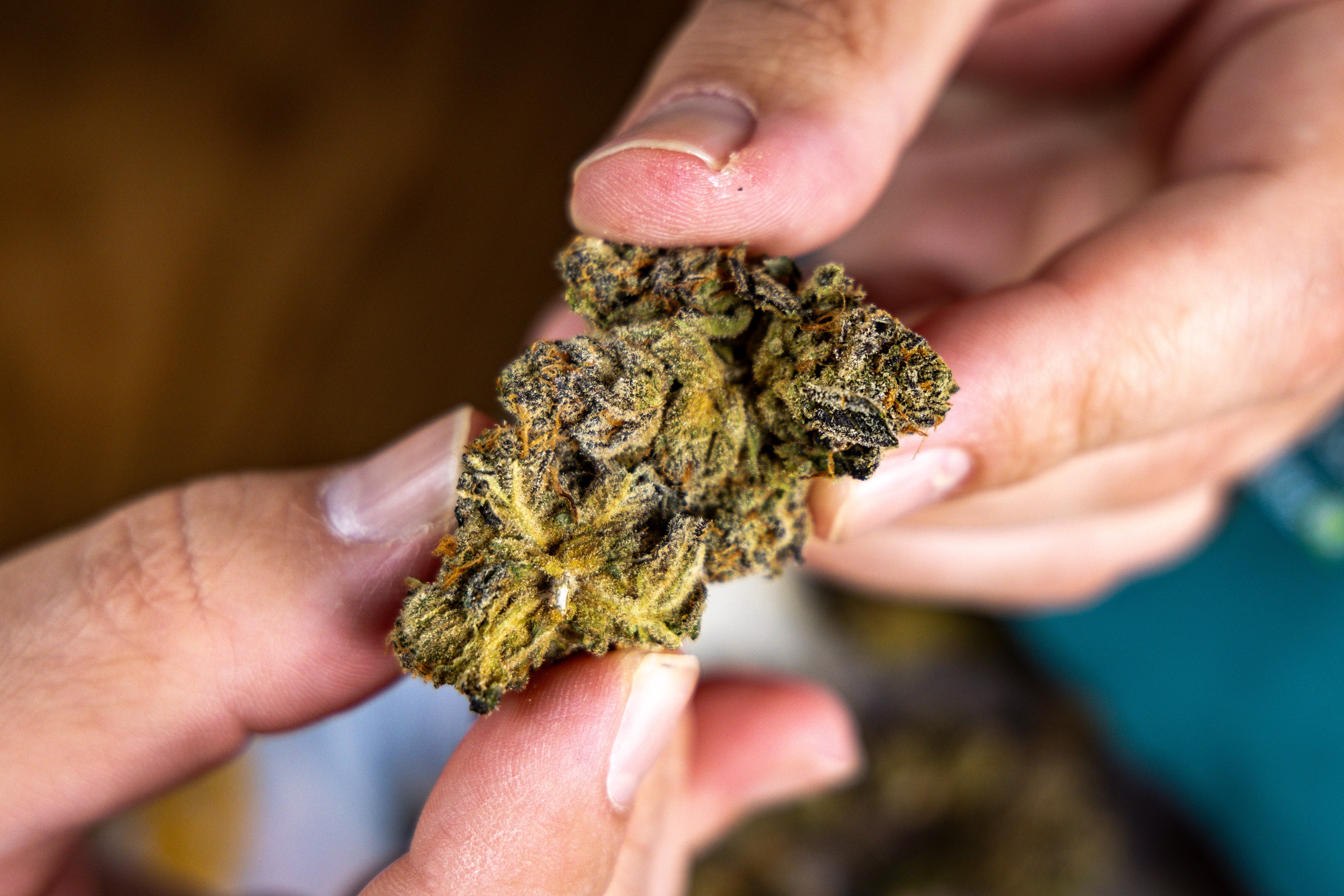 Cannabis Strain Names, Genetics and Chemotypes: What Patients Should Understand