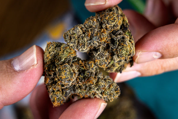 Four20 Pharma GPP T31 Gastro Pop 31% Medical Cannabis Strain Review UK