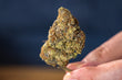 medical cannabis terms explained 