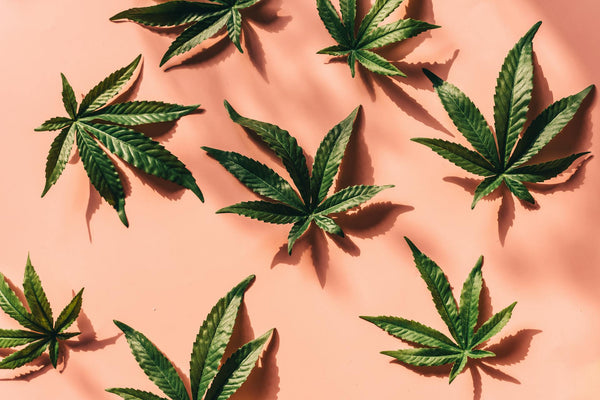 How to Tell a Good Online Cannabis Shop From a Sketchy One