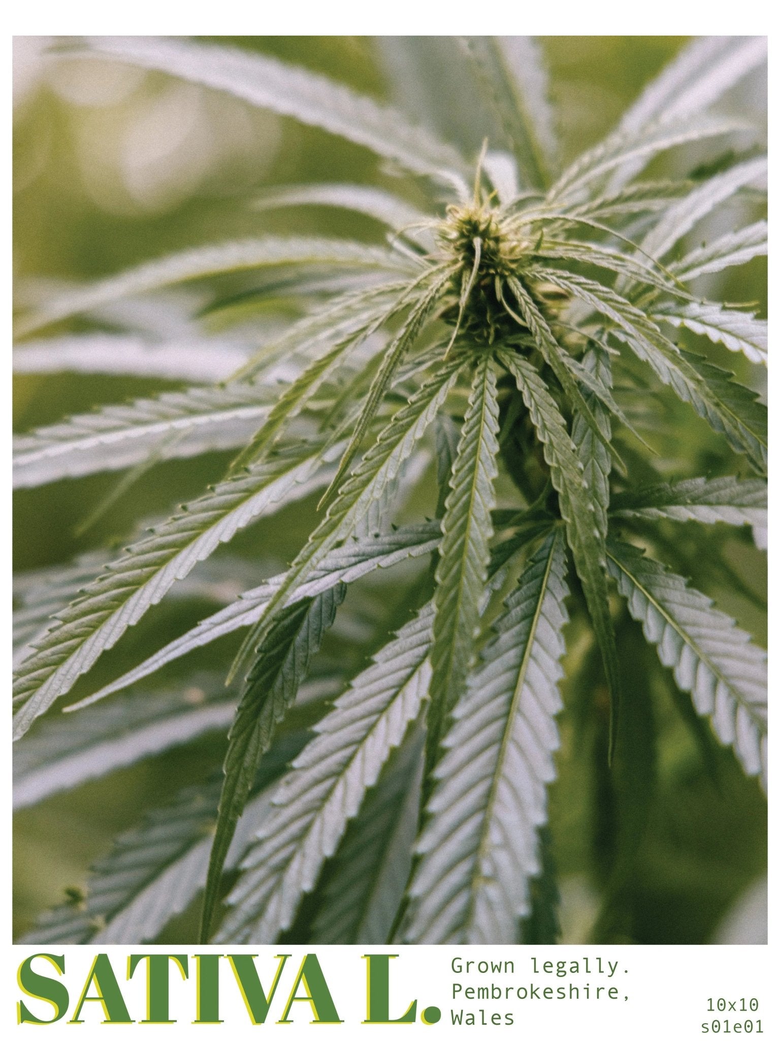 Sativa L No.1  Limited Print