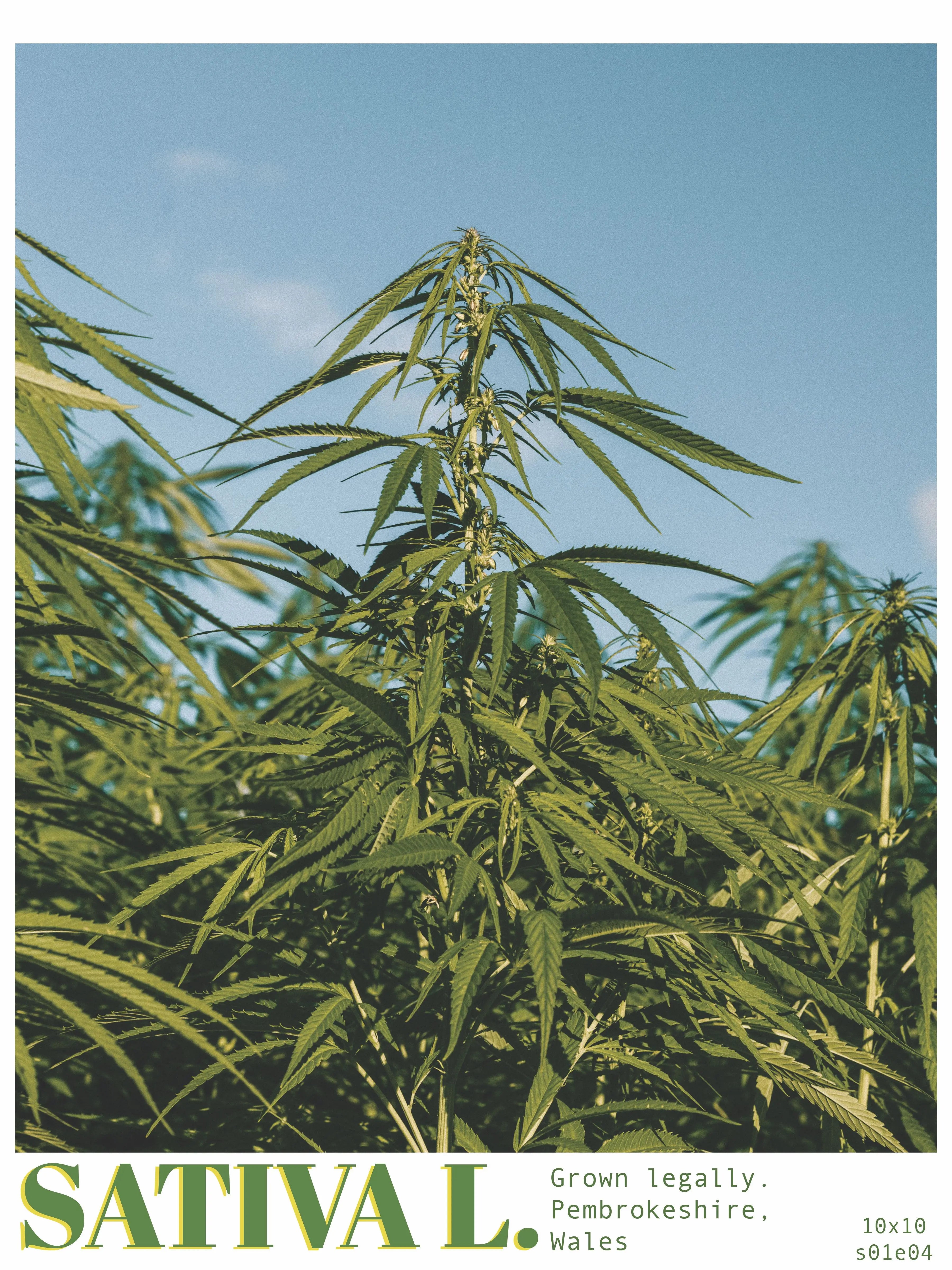 Cannabis photography prints uk 